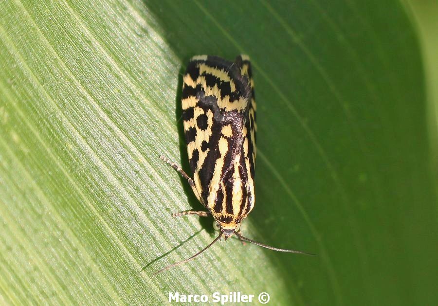 Falena ( Arctiidae ? ) da identificare